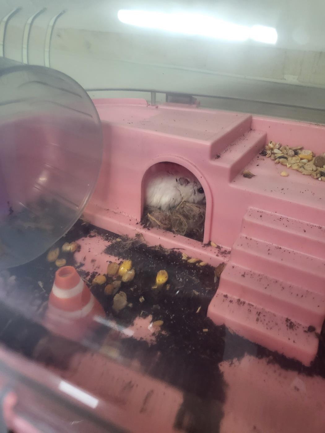 보호중 기타축종의 …